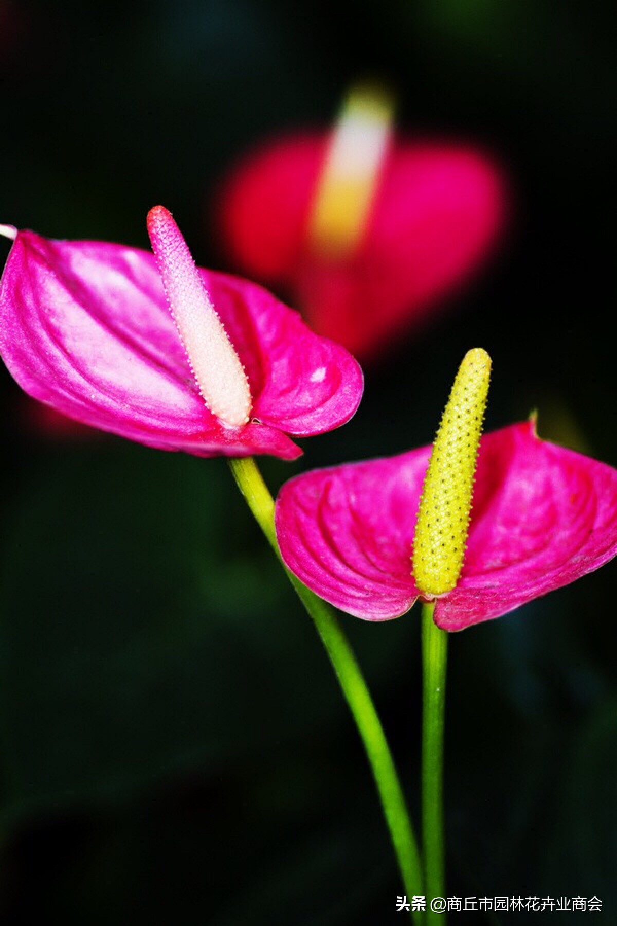 红掌怕热还是怕寒,红掌怕冷吗