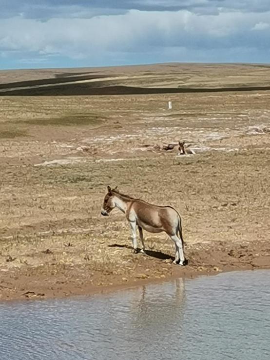 鬼哥的五万里D39青海曲麻莱县五道梁镇-沱沱河保护站
