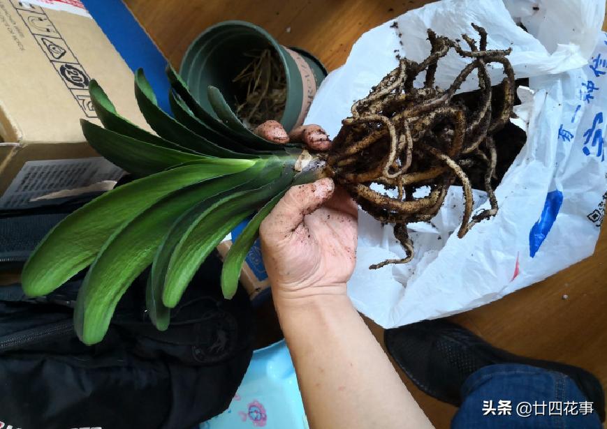 君子兰换盆的土是什么样子,君子兰换盆怎样使根系发达