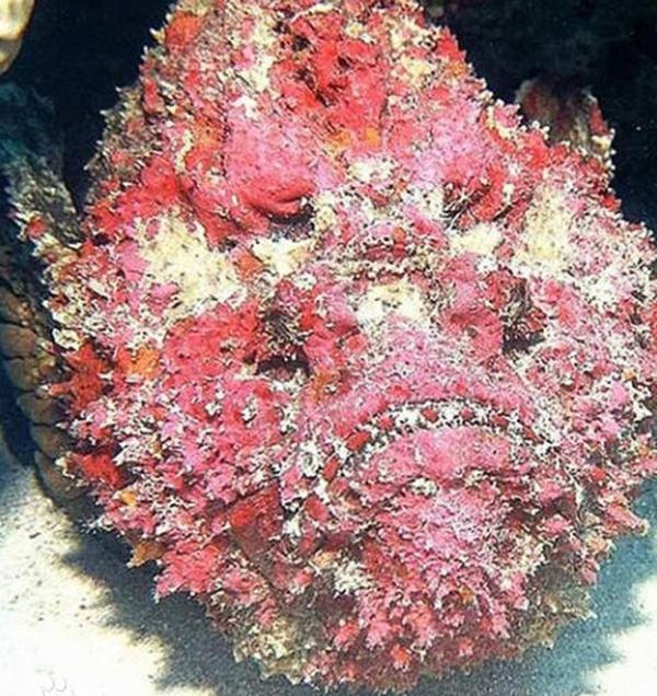 史上五大恐怖深海生物,海洋十大恐怖鱼