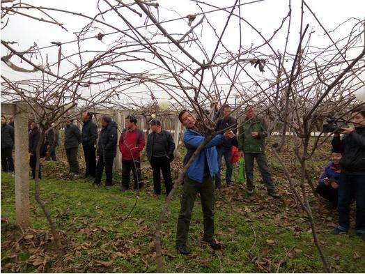 猕猴桃生长管理视频,猕猴桃新苗修剪留枝的方法