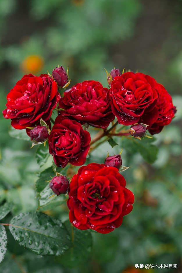 地栽月季水浇多了烂根怎么补救,藤本月季大苗烂根快速恢复方法