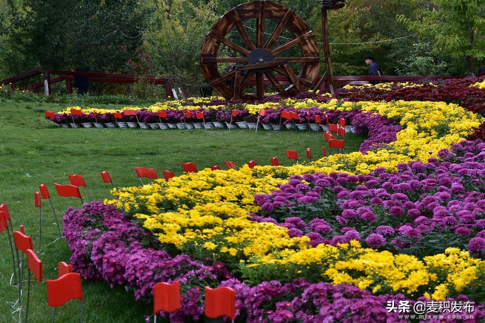 马跑泉公园有菊花展吗,庆祝菊花