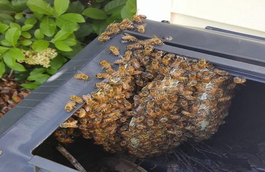 中蜂横养和竖养哪个产蜜量高,中蜂活框饲养怎么取蜜