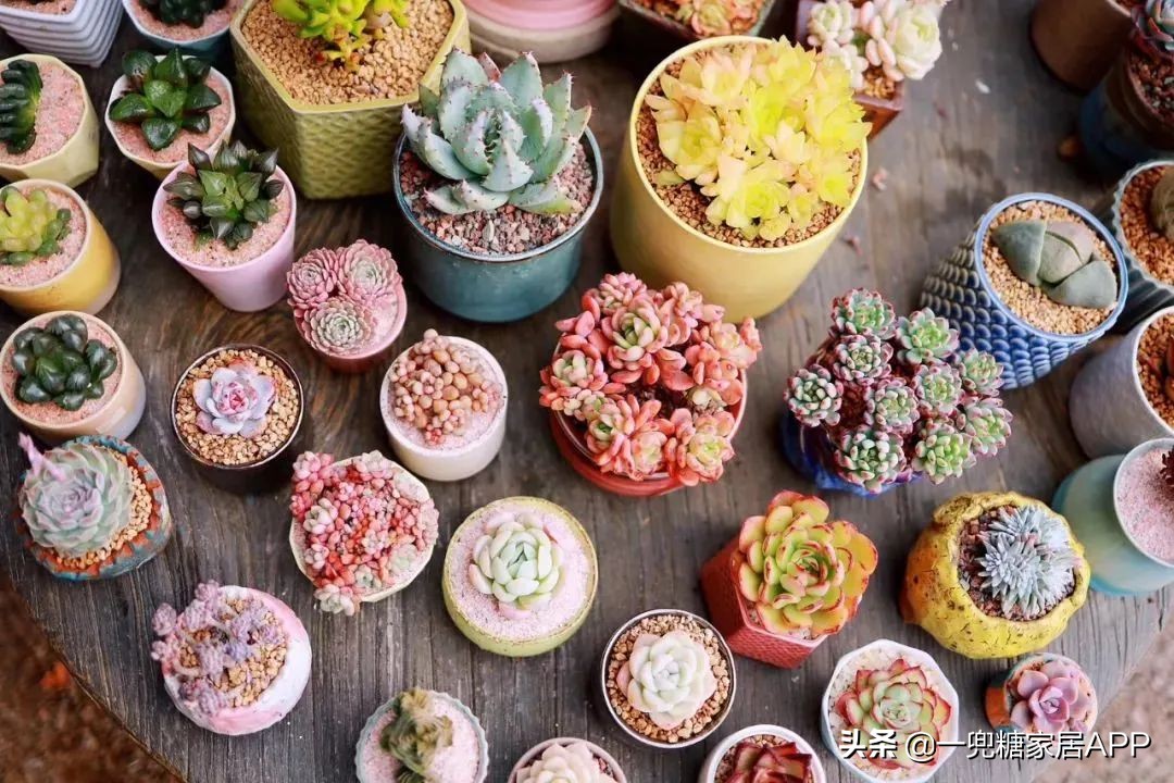 开花植物店铺推荐,适合店铺开花植物