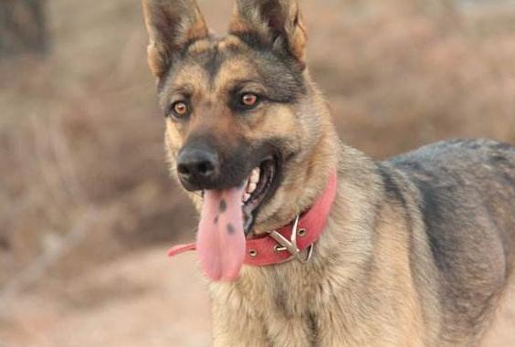 我国的昆明犬,中国昆明犬的魅力