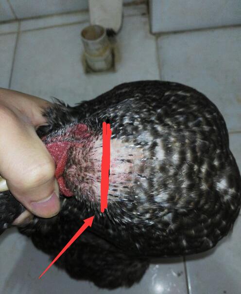 吃鸡杀鸡小技巧,杀鸡前的准备工作