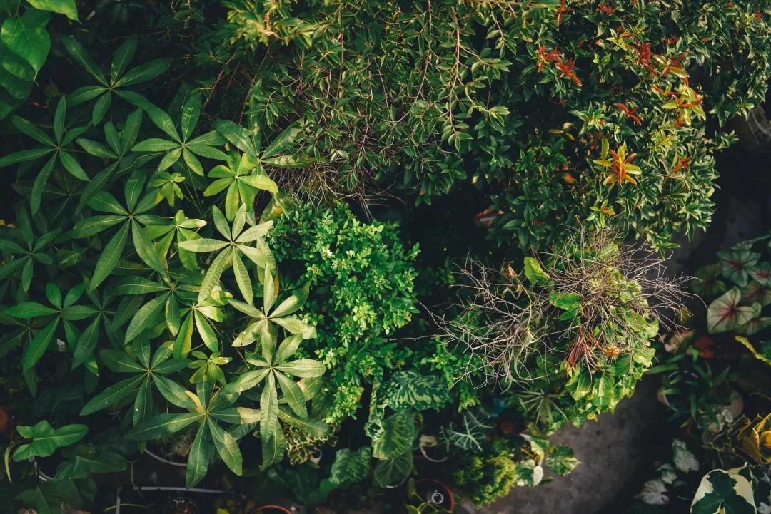 没花园怎么种花？从东北到广东，4位大神在室内种出植物园，绝美