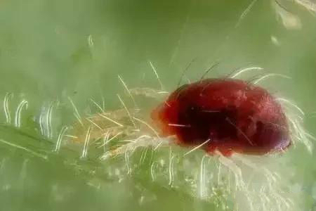 一招搞定红蜘蛛,红蜘蛛最大的克星