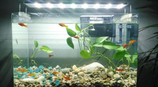 水池下面可以养绿萝吗,飘窗鱼缸里养绿萝