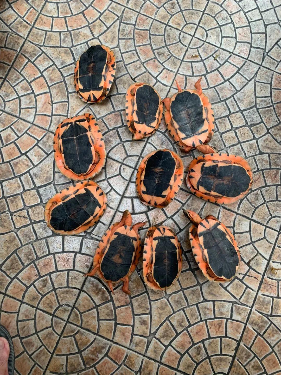 三线闭壳龟之金钱龟大全