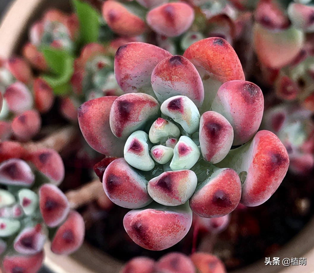 漫画汤姆徒长了怎么办,漫画汤姆出状态