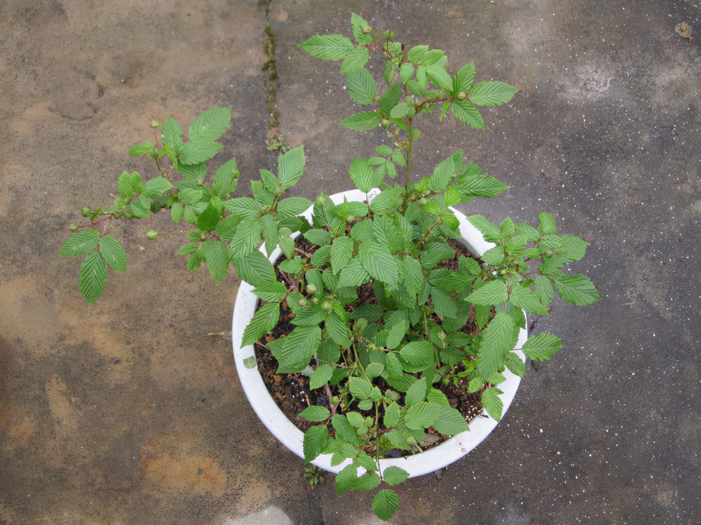 盆栽树莓种植基本方法,盆栽树莓怎样养殖