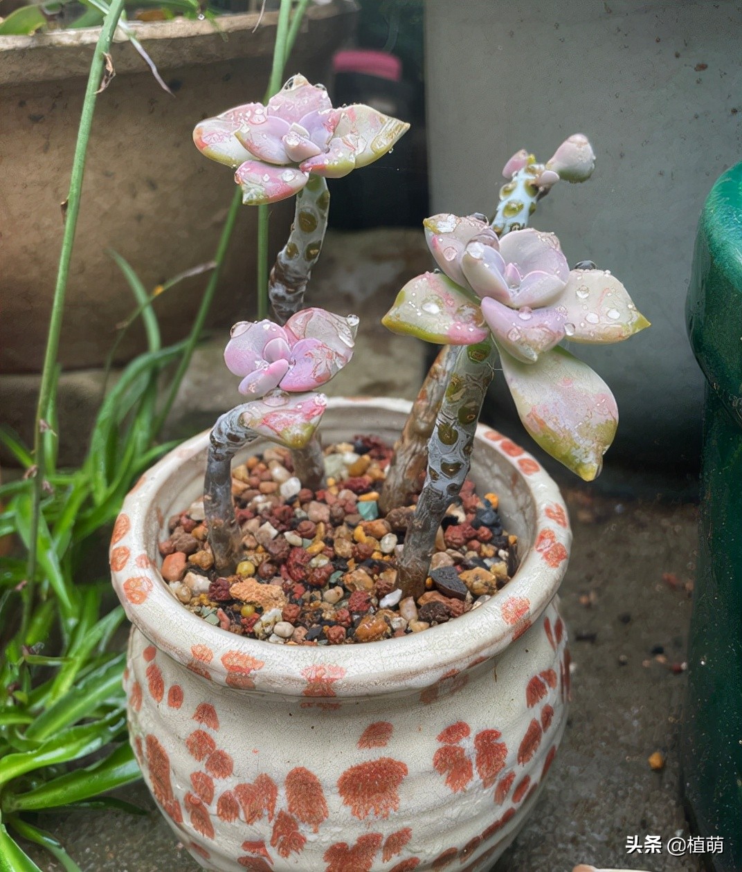 紫乐度夏的正确方法,紫乐光杆子怎样可以爆侧芽