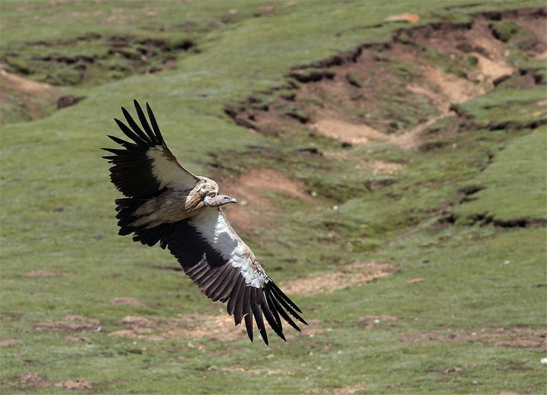 青海泽库公路现高山秃鹫,形象凶狠声誉差,却对伴侣忠贞不二