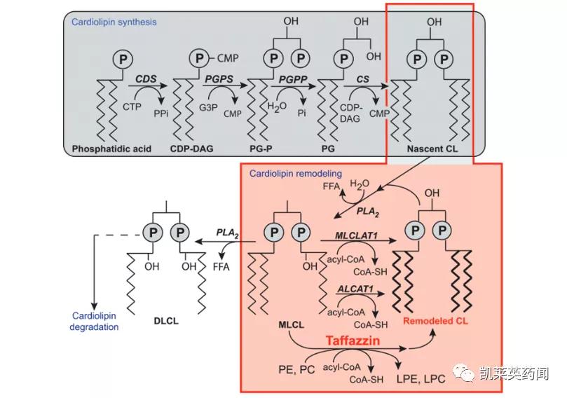 新药巡礼：修复线粒体异常，超罕见病迎来治疗曙光