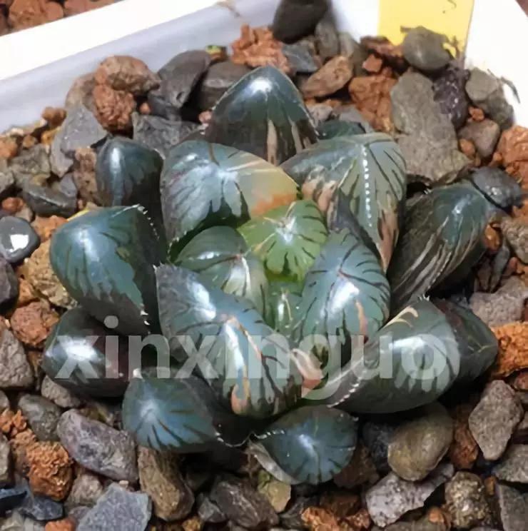 郭氏---台湾行之李瑞斌大棚及布楚礼多肉植物园游记