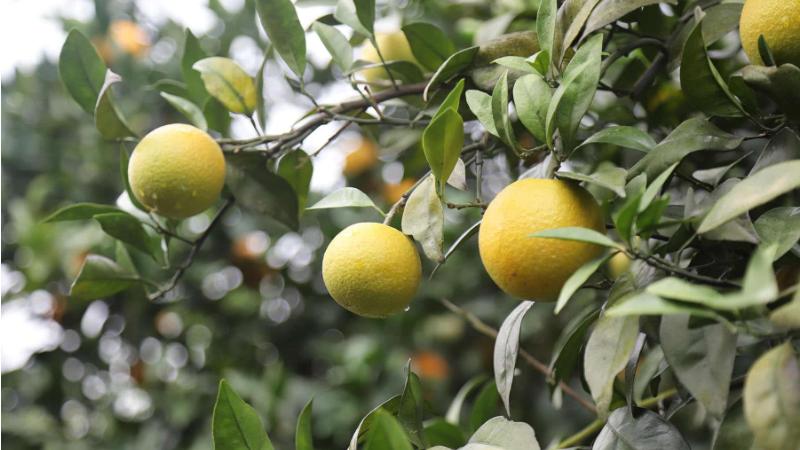 如何种植橙子从种子开始种,盆栽橙子幼苗的养护种植技术