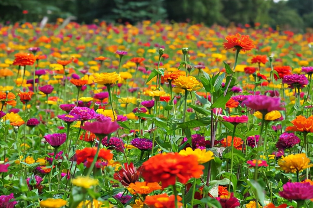 常见花卉养殖总汇,各种花卉植物养殖方法??