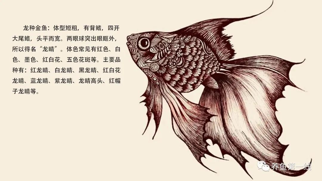 金鱼的种类图片和名字观赏,金鱼的品种分别有哪些图片