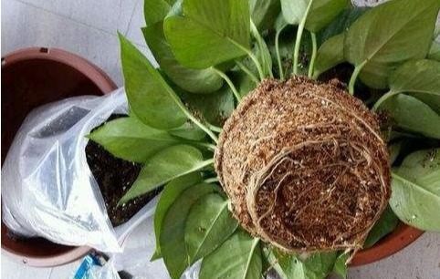 谁说绿萝知识浇浇水？很多人都养错了，绿萝应该这么养