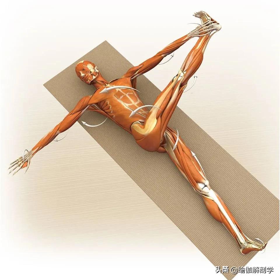 正位瑜伽哈他体式编排,精准正位60分钟瑜伽体式