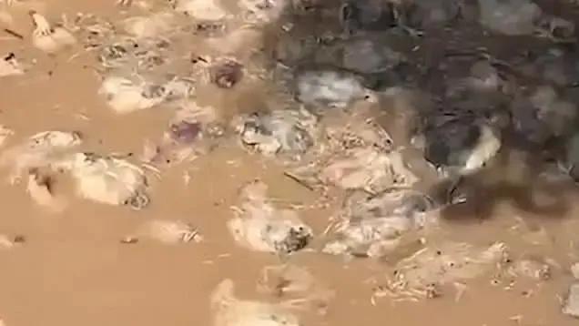 新冠疫情国际谣言,新冠疫情散播谣言的影响