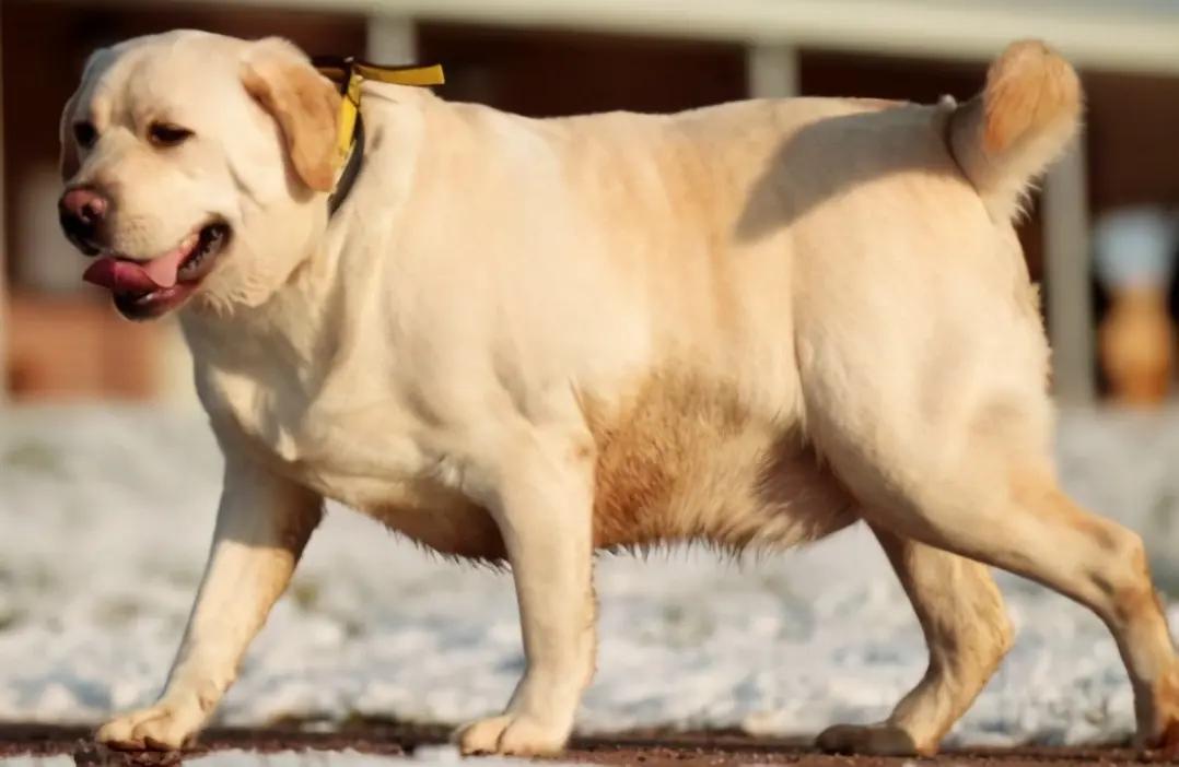 狗狗太胖怎么才能变瘦,狗狗太胖怎么减肥