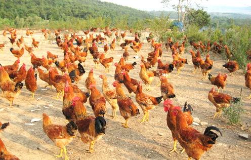 啄肛的鸡怎么处理,鸡啄毛问题如何解决