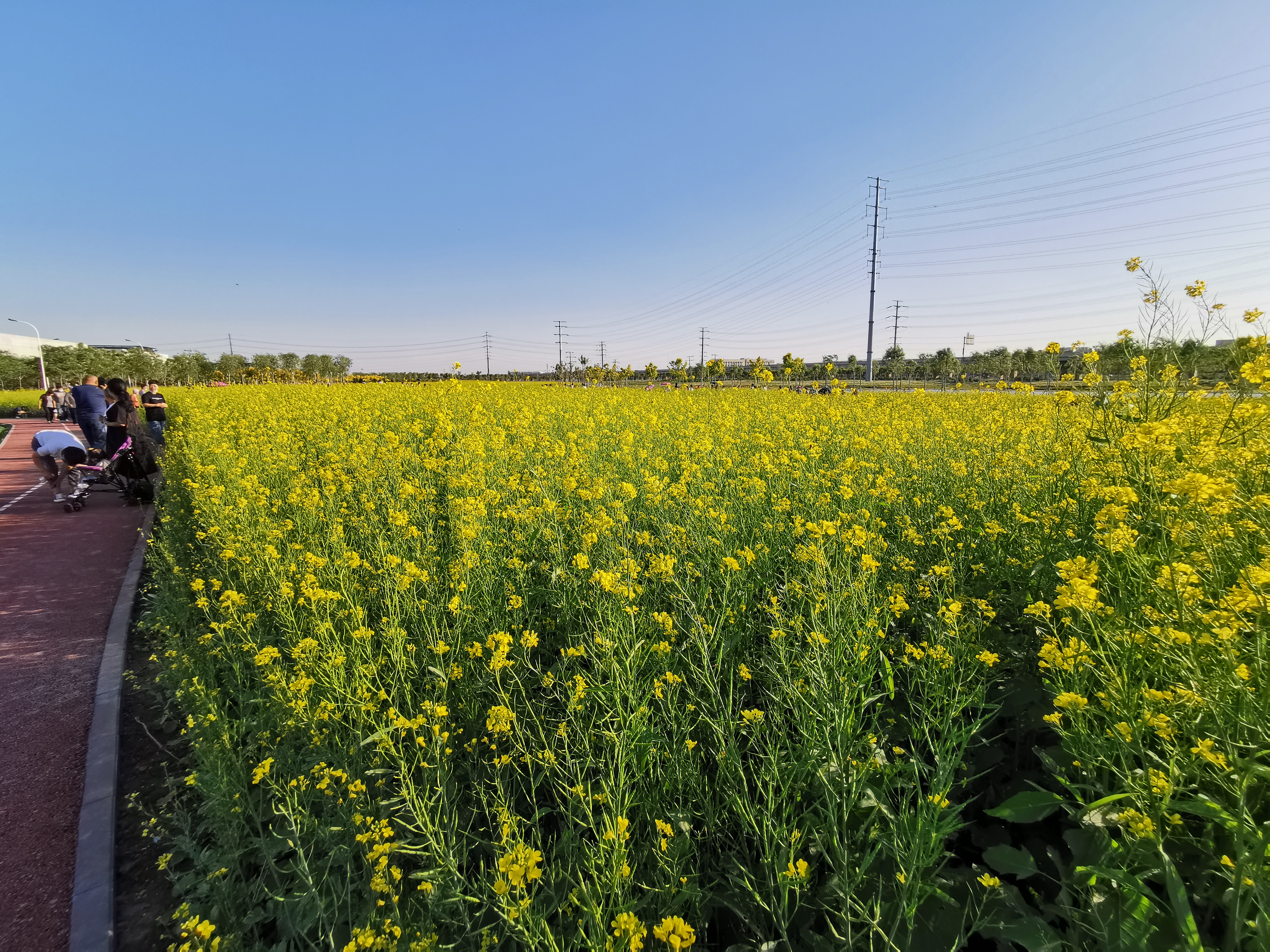 天津空港七彩花田清明有油菜花吗,今年空港七彩花田有油菜花吗