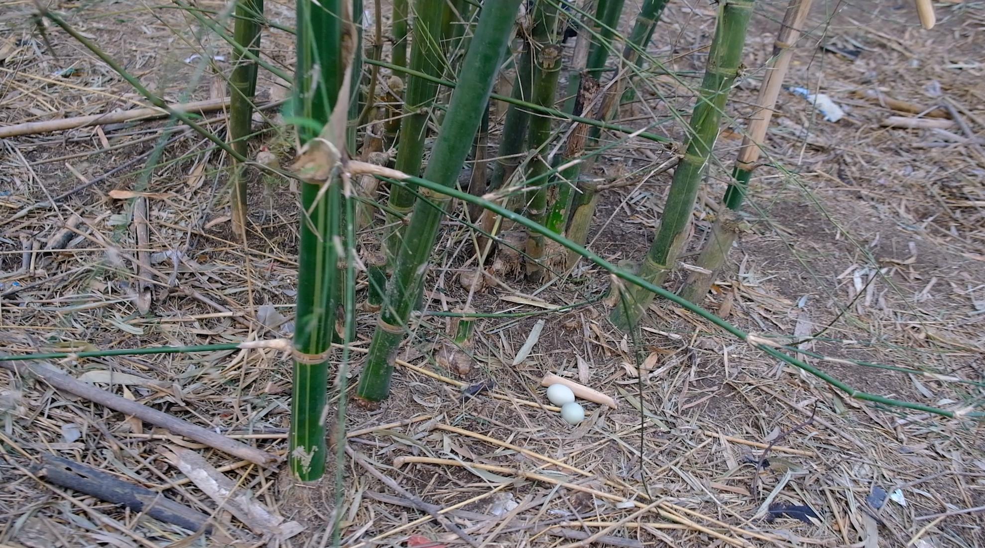 卖完公鸡留母鸡生蛋，不按斤按盒卖70-100块，居然收入千万