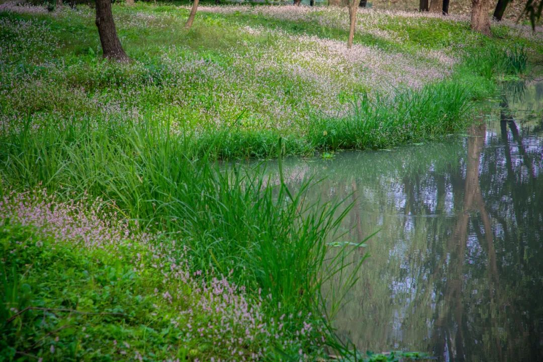 蓼花盛放成海，扬州又多了一处赏秋秘境