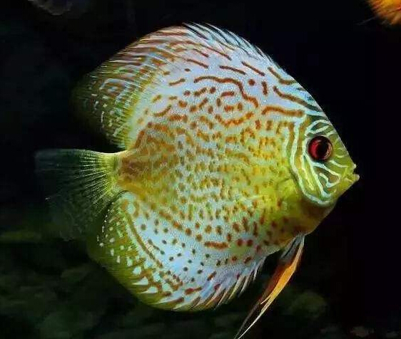 肯梅塔菠萝鱼饲养环节,如何饲养菠萝鱼