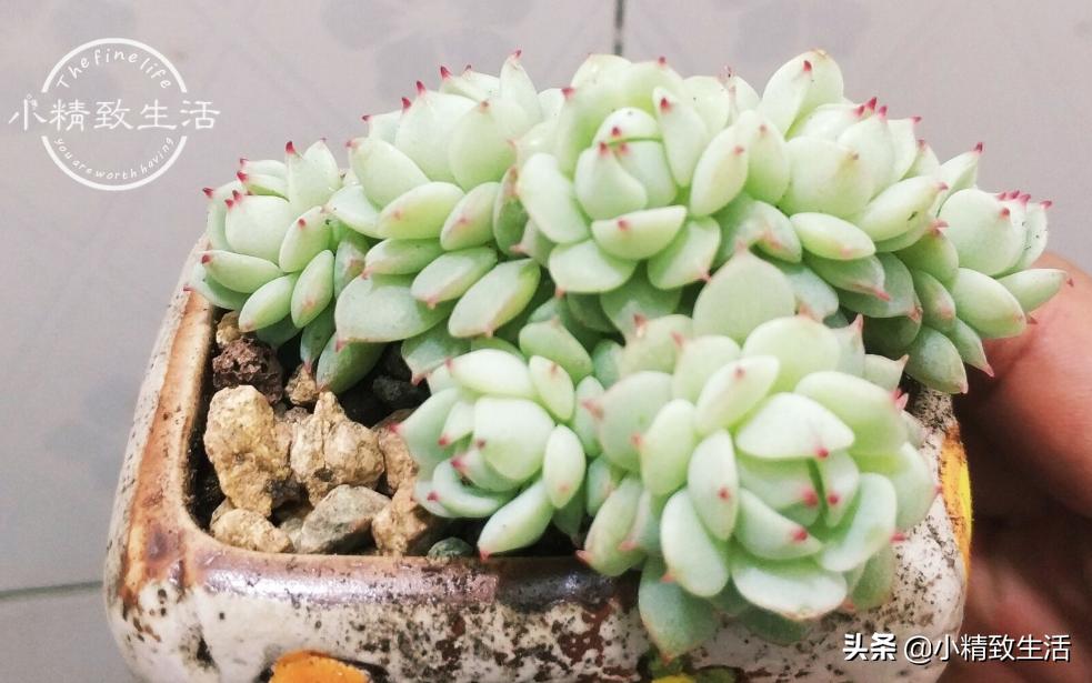 出去旅游怎么给植物浇水,外出旅游家里盆栽植物怎么管理