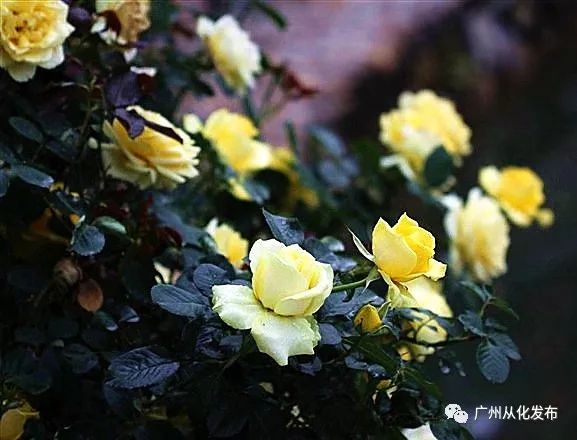 这个暑假去哪个地方玩不热,这个季节去从化有什么好玩的