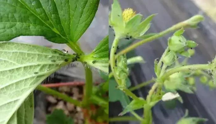阳台草莓怎么预防虫害,草莓病虫害防治图谱