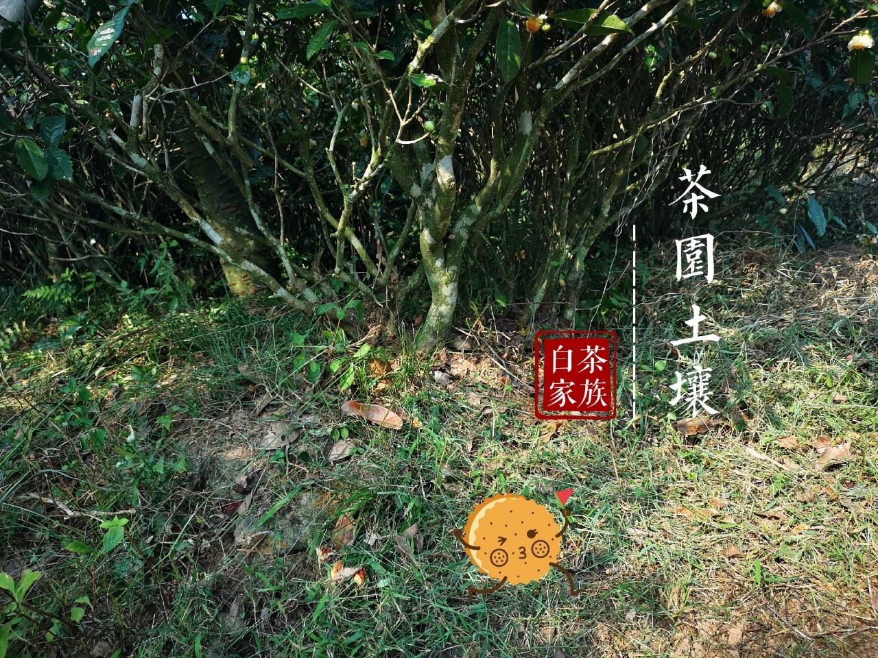 “双十一”购白茶干货：理性消费才划算，现在最适合入手什么茶？