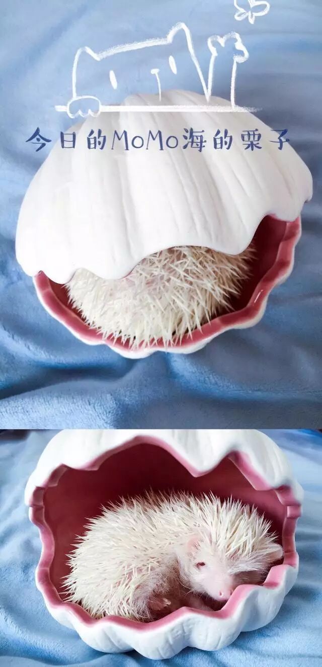 养猫和养狐狸哪个省心,养猫养狗不如养个小怪兽