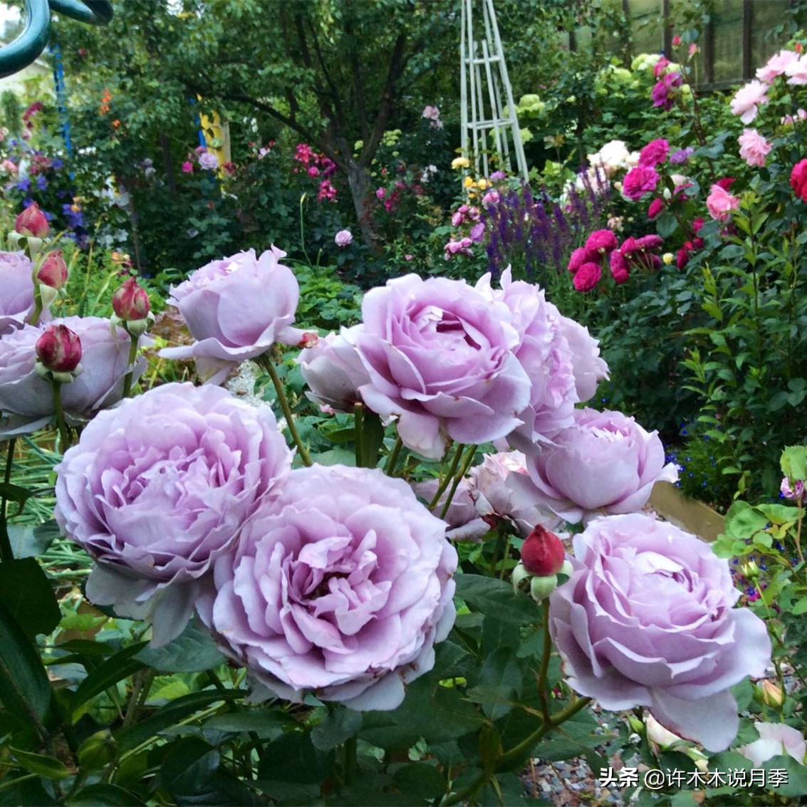 为啥网上买的月季花很难成活,为什么买的月季花养不活