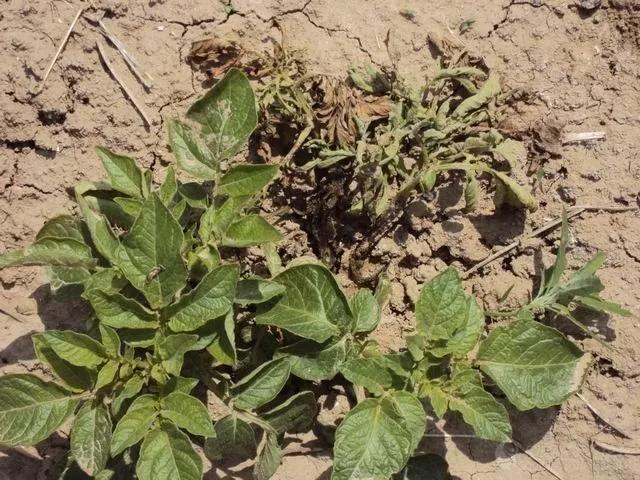 马铃薯常见病虫害及防治方法,马铃薯病虫害诊断与防治论文