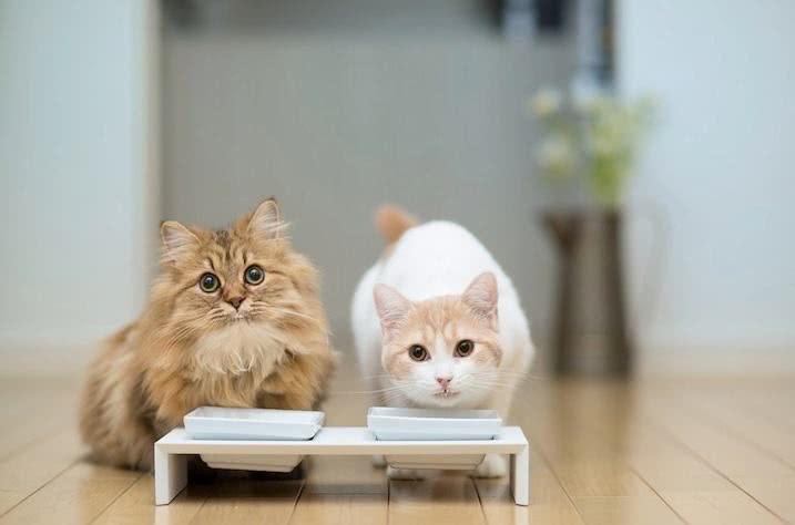 猫咪有几种特征说明它被你养熟了 (猫咪有四种行为就说明你养得很好)