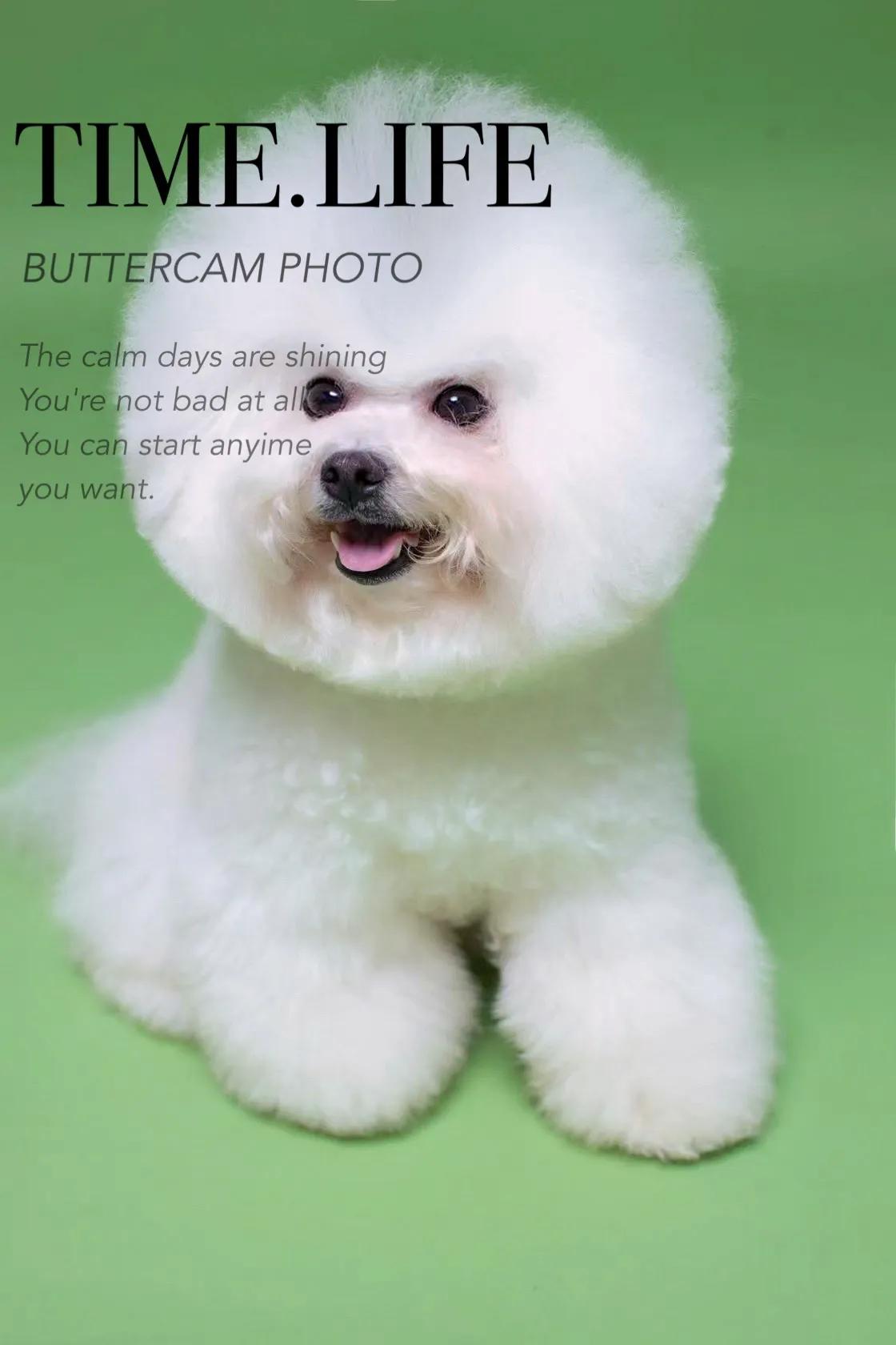 在犬舍一只精品比熊多少钱,比熊犬舍繁殖出售重庆