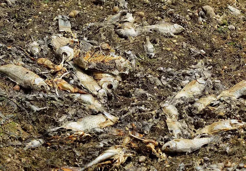 被鱼胶原蛋白骗惨的中国女孩,别再执迷不悟了