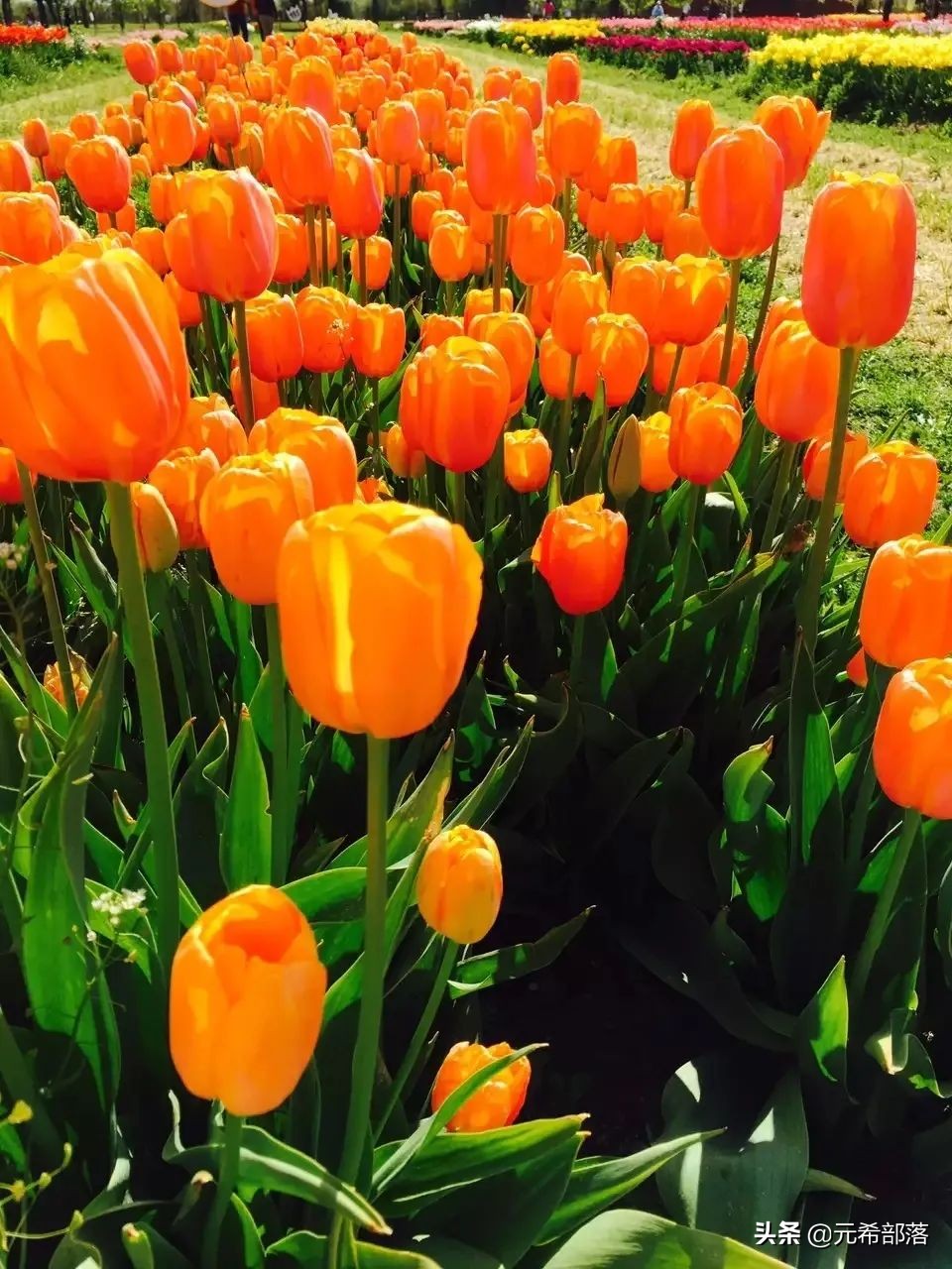 荷兰小镇郁金香盛开,荷兰小镇郁金香花海