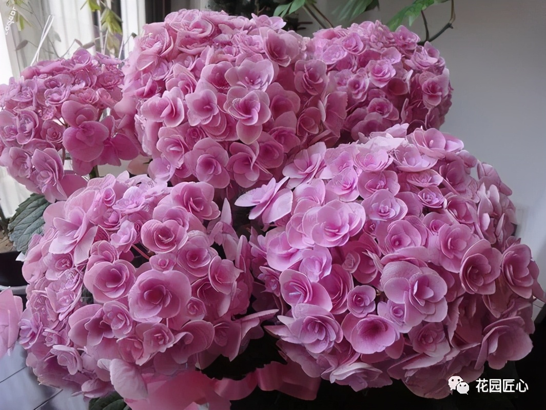 最漂亮的十种绣球,最省心的绣球