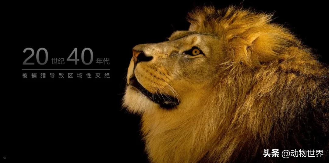 国际珍稀动物保护日-如何拯救那些正在从世界上逐渐消失的物种