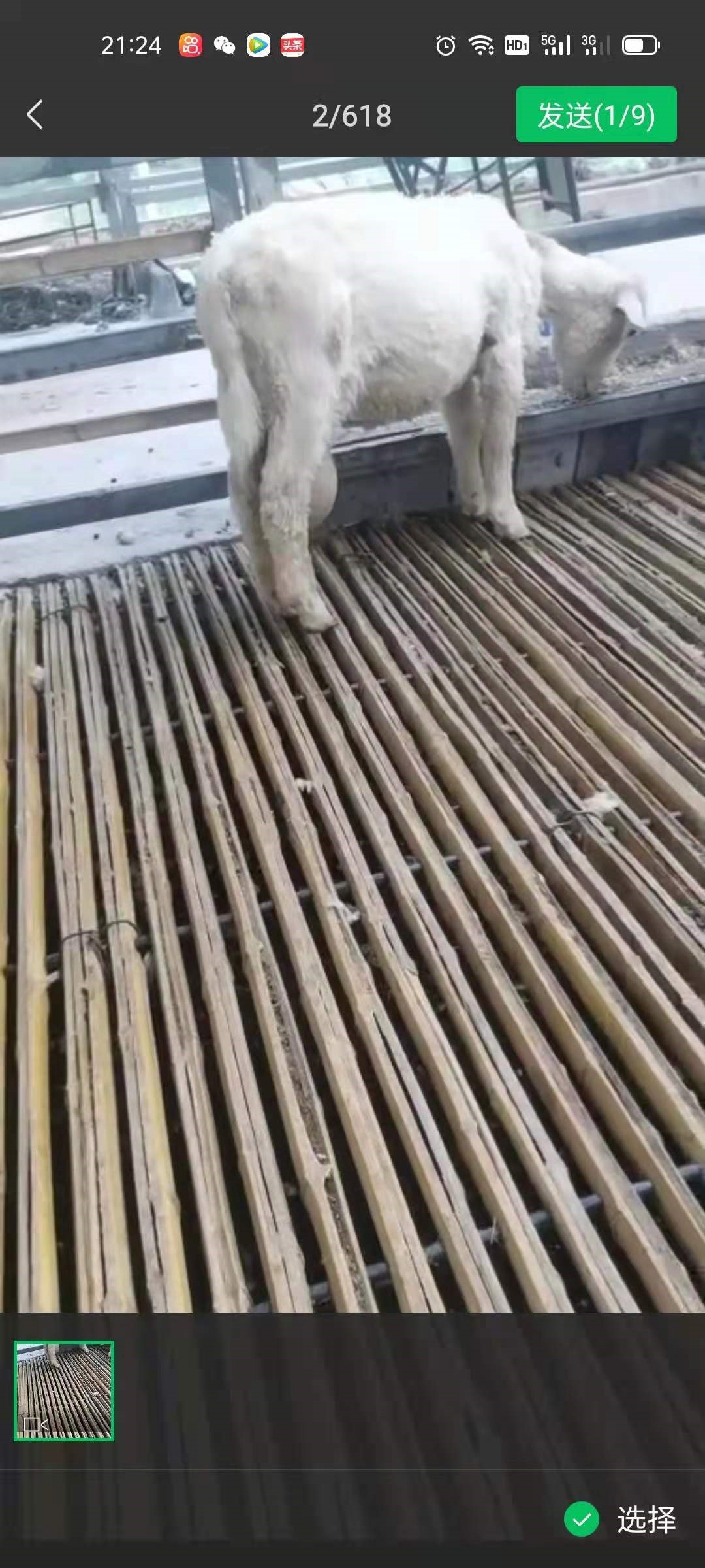 养羊的日记,我的养羊日记简短