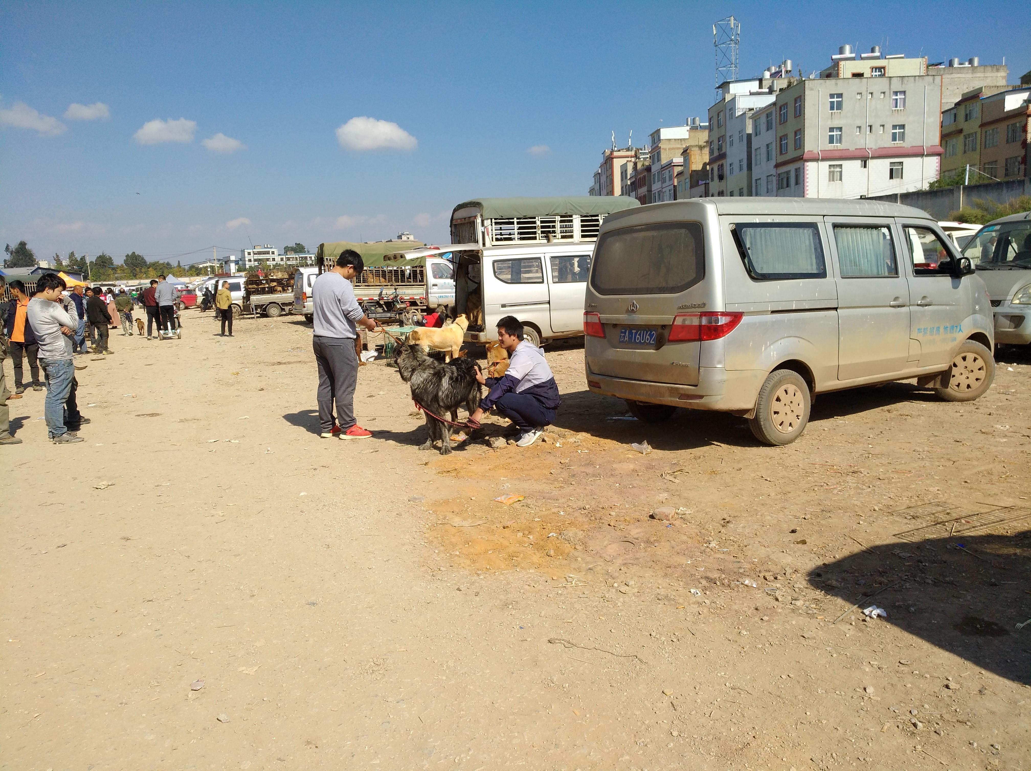 狗市狗哪儿来的,狗市的介绍