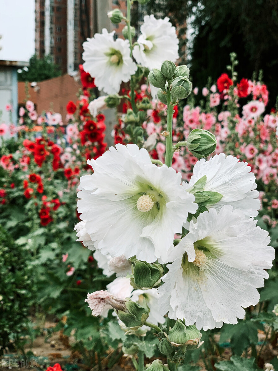 四川一种名花：花叶可食、全株入药，一开就是180天，又美又强大