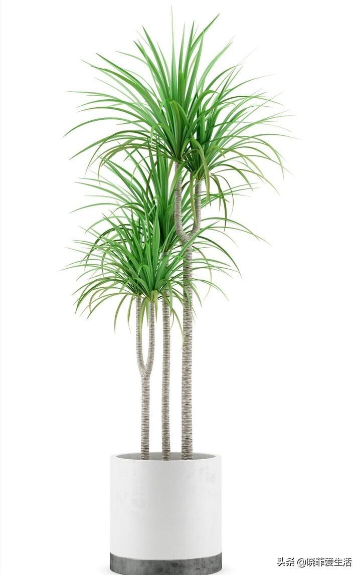 20种毒花很多人养了却不知有毒,可以家养好看的毒花